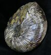 Rhaeboceras Ammonite With Calcite Crystals - Montana #28267-1